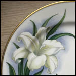 Madonna Lily
